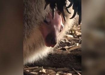 Denver Zoo’s Pouch Potato: Baby Wallaby Makes First Peek at the World